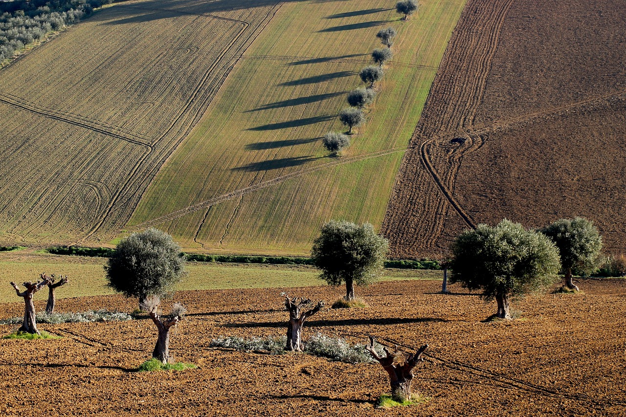 The Enigma of the Sacred Grove at Dodona